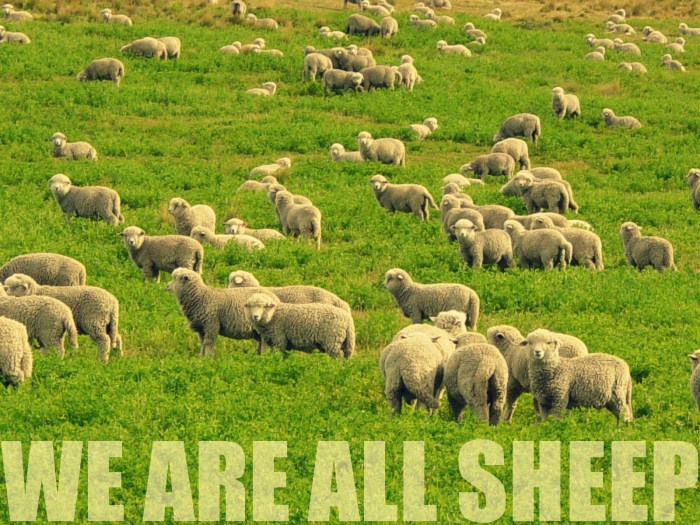 Sheep Edit