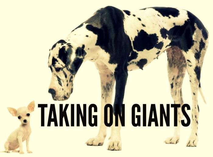 Dogue allemand HARLEQUIN adulte debout devant un fond blanc