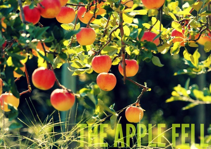 25783-apple-tree-1920x1200-photography-wallpaper 2rb