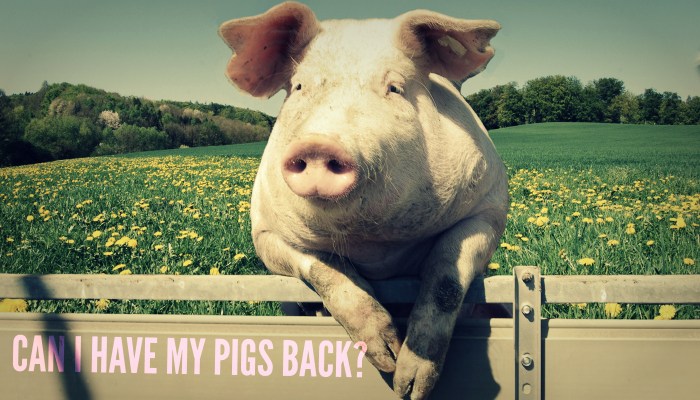can-i-have-my-pigs